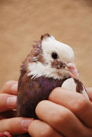 dove and hand by M3los93