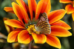 Flower with butterfly by picture-melanie
