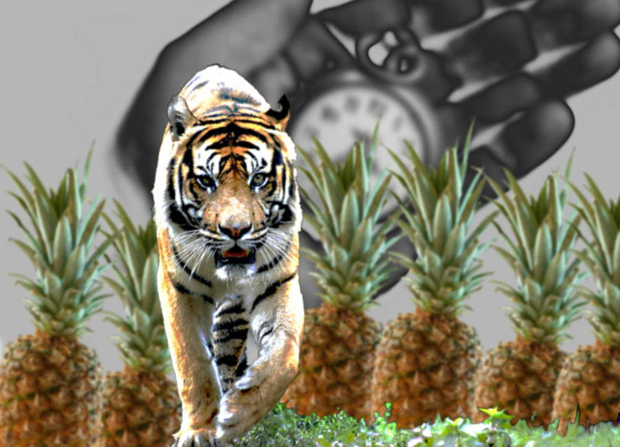 Cat, Watch, Fruit1 geezerdk by geezerdk