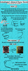 Advanced Canine Tutorial by littlealliegator