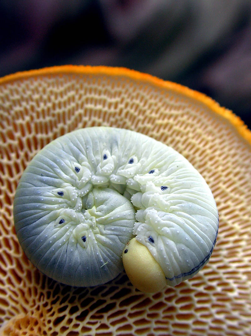 Sawfly Larva and Hexi by SauriaMami