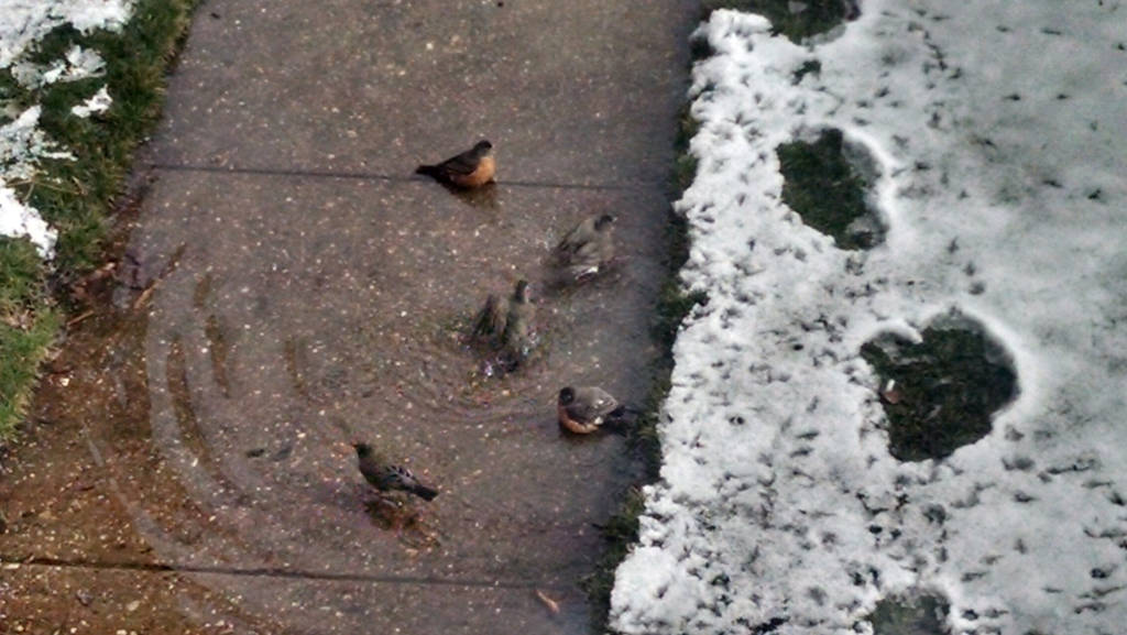 Robins Taking a Bath by MegaXT on DeviantArt