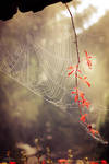Diligent by IsabellaJainePhoto Diligent by IsabellaJainePhoto