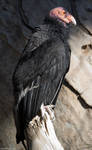 california condor by dkbarto