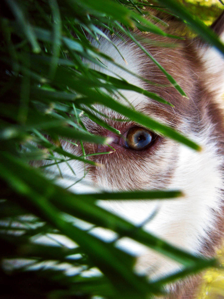 I Could Watch You All Day by ISeeMyWorldInACamera