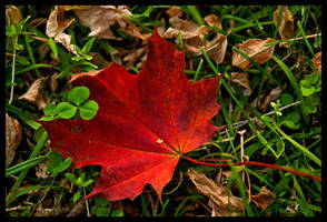 Red Flame in the grass by elanordh