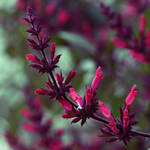 Pink by candarama