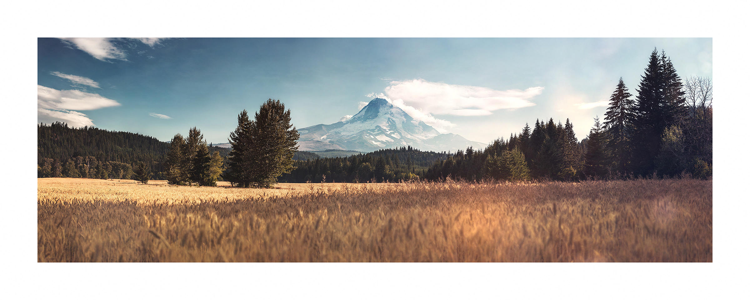 Golden Field by sirgerg