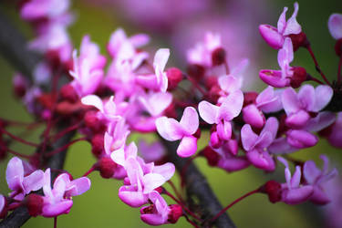 Spring Flowers by AKrukowska