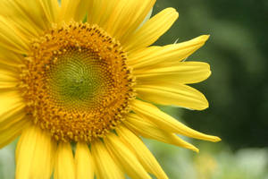 Flower of the Sun by Cosdoll15