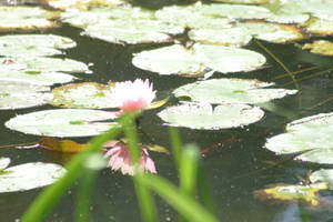 Water Lily by Cosdoll15