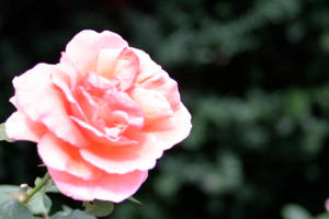 Sweet Rose by Cosdoll15