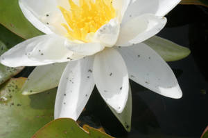 Nature and Colors by Cosdoll15