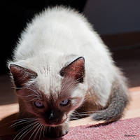 Galina by Rayon2lune