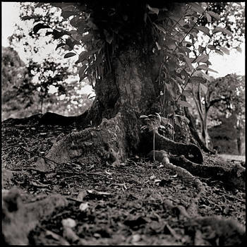 Singapore Botanical Garden by sim4nee