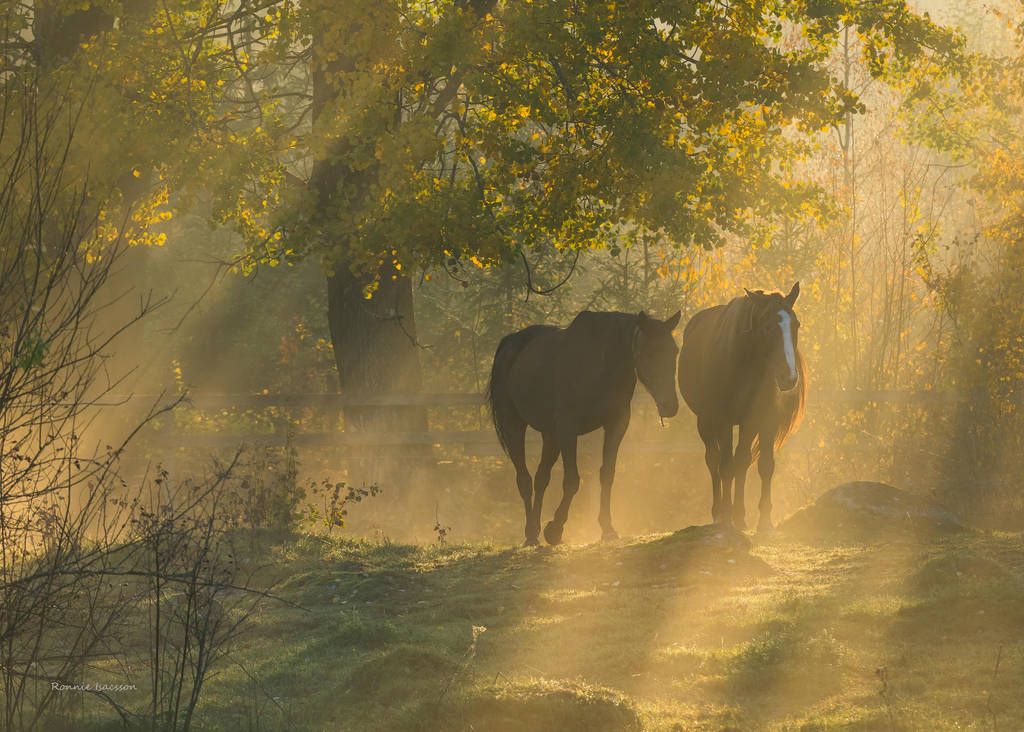 Friends in the paddock by roisabborrar