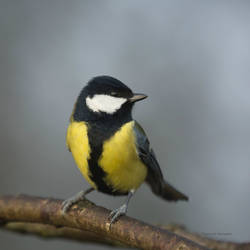A Great tit this cloudy day by roisabborrar