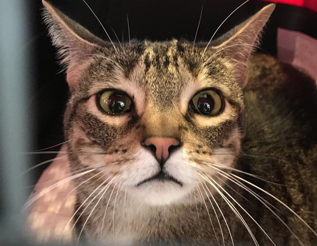 Pepper the Cat, JFK escapee by iconkid