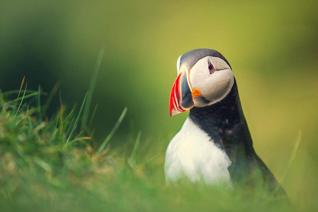 Mr Puffin by PatiMakowska Mr Puffin by PatiMakowska