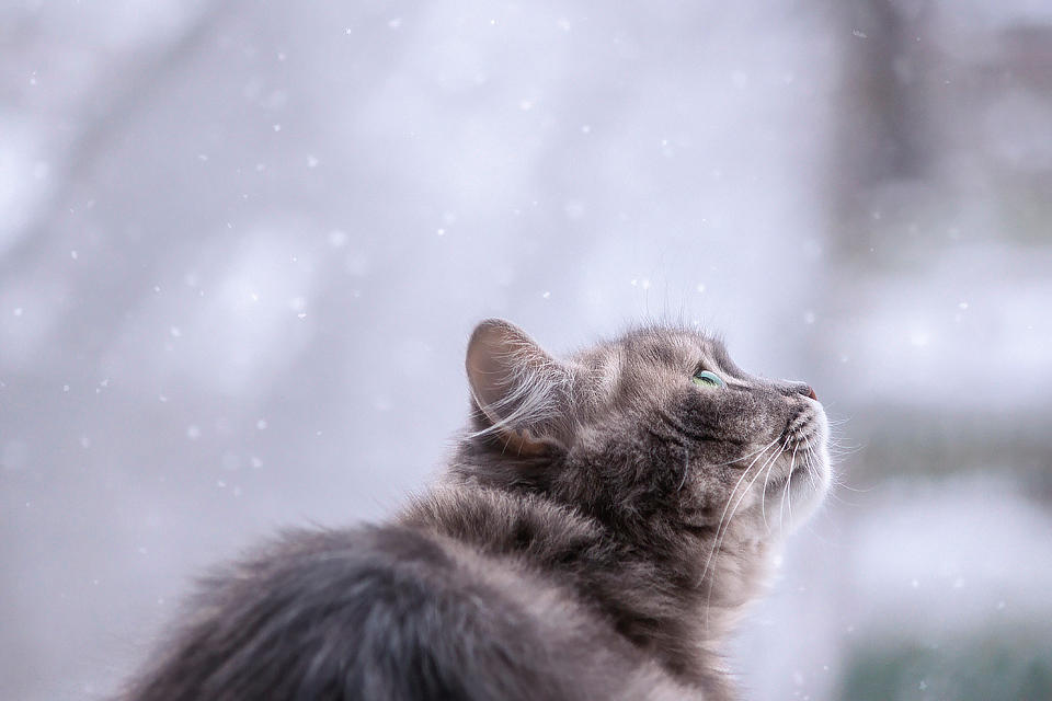 It is snow in by Daykiney