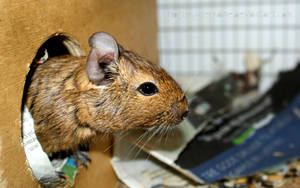 Sille by ilostmyusername