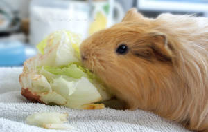 Lettuce by ilostmyusername