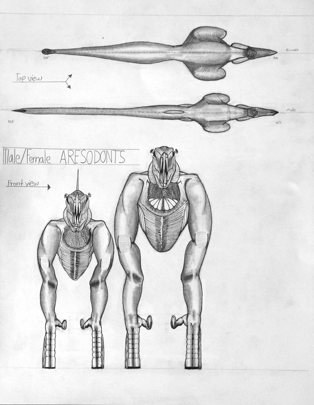Aresadon male famale front and top views by AJtheartmelder on DeviantArt