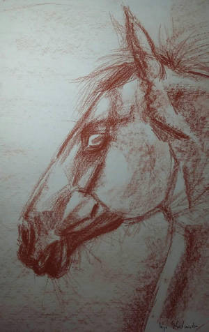horse by YoungLadyArt horse by YoungLadyArt