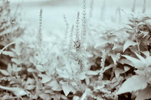 Bumble bee by treehuger1014