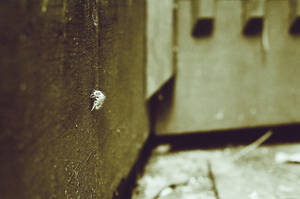 Cicada by treehuger1014