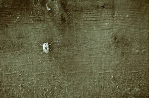 Cicada by treehuger1014