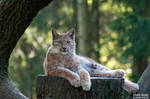 Lynx in tree by Daniel-Volpert