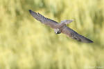 straight wings by Daniel-Volpert