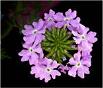 BLUE LANTANA by THOM-B-FOTO