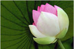 LOTUS AND PAD 3 by THOM-B-FOTO