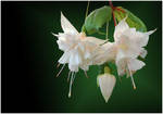 FUCHSIA by THOM-B-FOTO