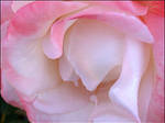 PINK AND WHITE ROSE by THOM-B-FOTO