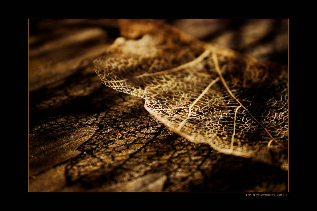 The Life of a Leaf by ejosh