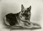 commission shepherd dog by Isisnofret