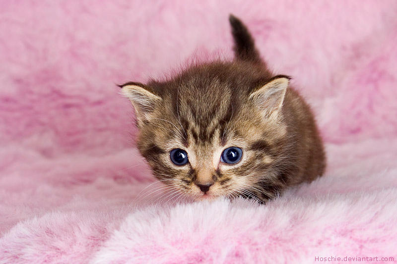 Fluffy hunter... by hoschie