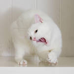 I'm a rockstar, baby... by hoschie