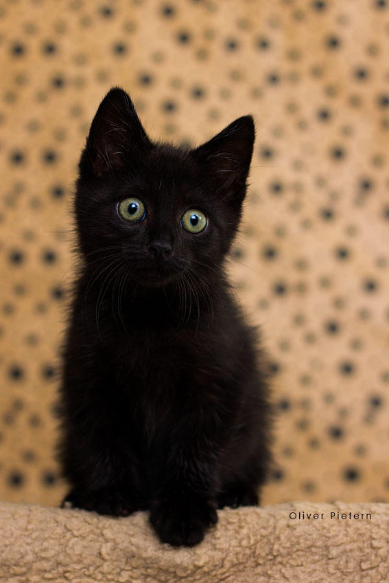 Little Jiji by hoschie