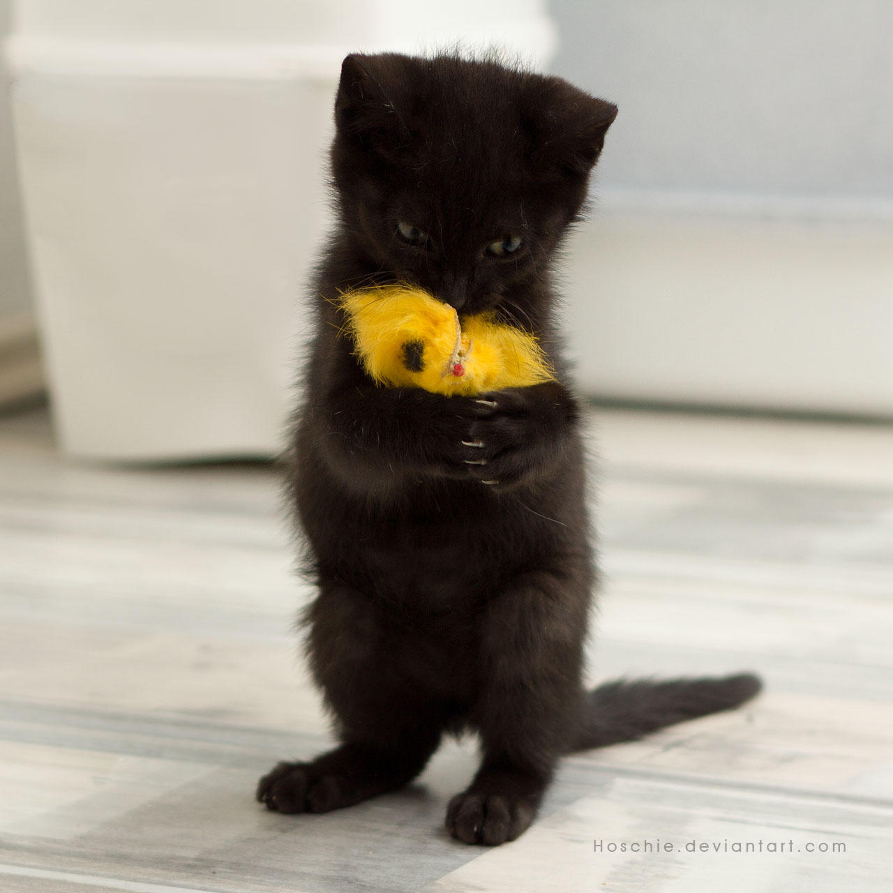 My PRECIOUS... by hoschie