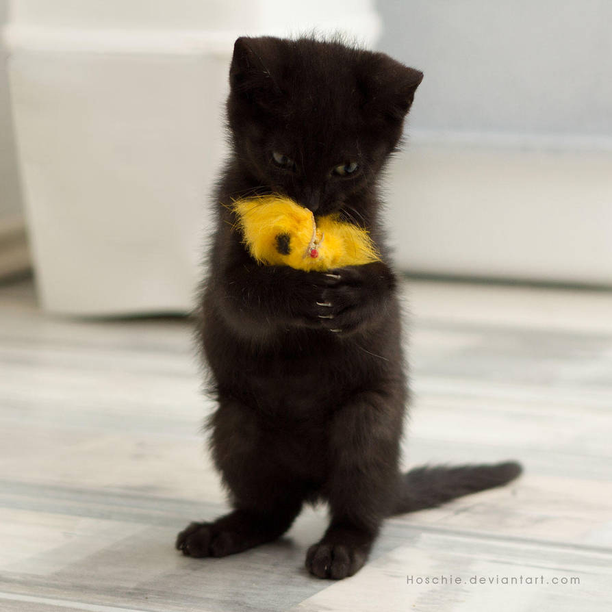 My PRECIOUS... by hoschie