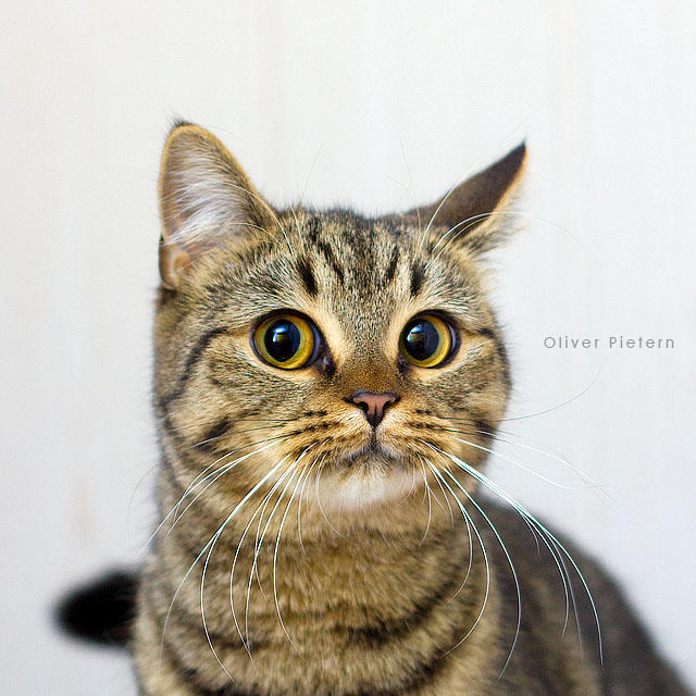 Really? by hoschie