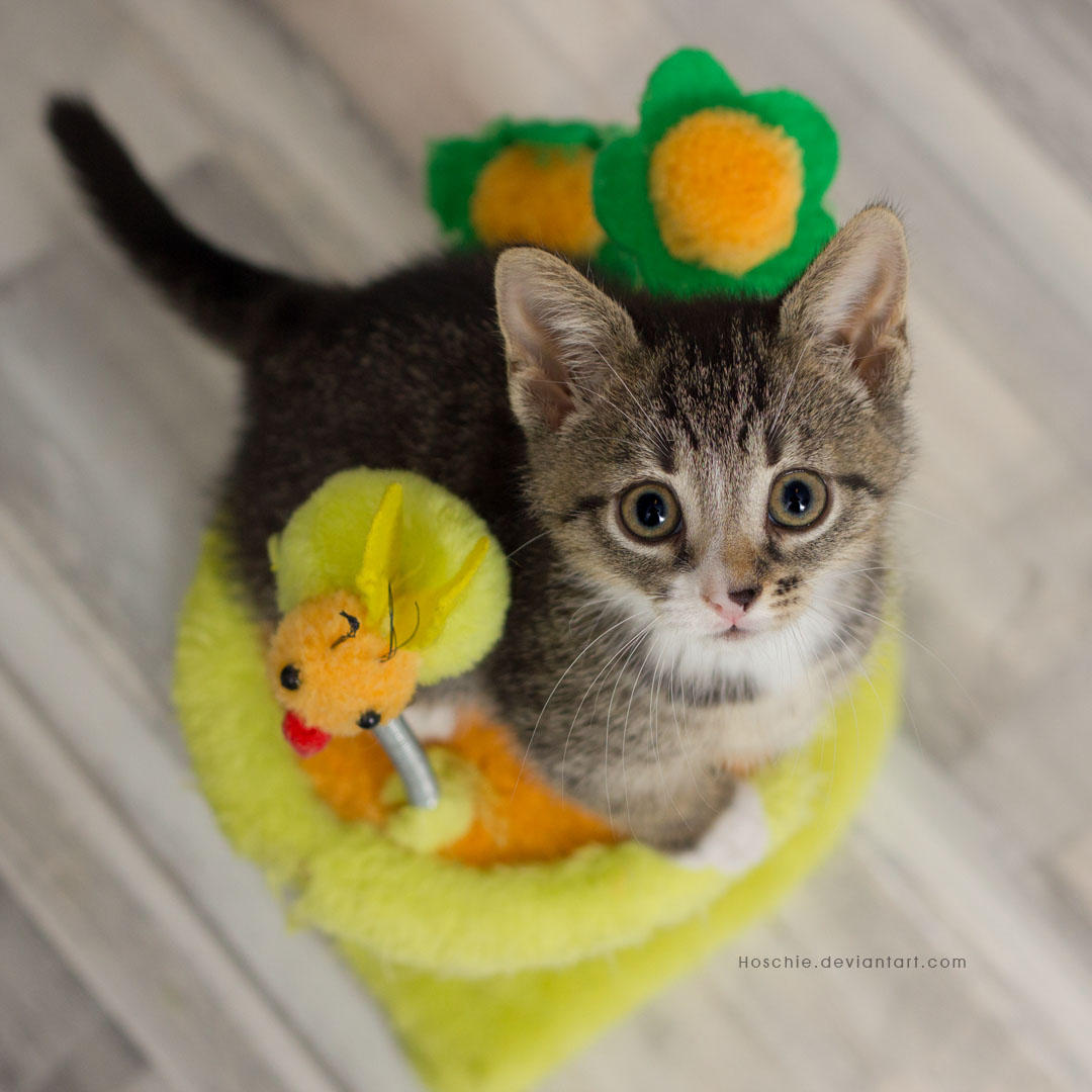 Kitty in Kittykindergarten by hoschie