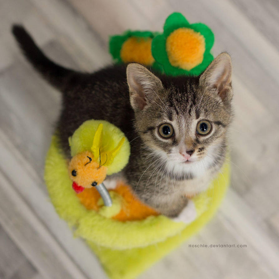 Kitty in Kittykindergarten by hoschie