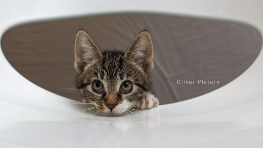 Waiting for SantaPaws by hoschie
