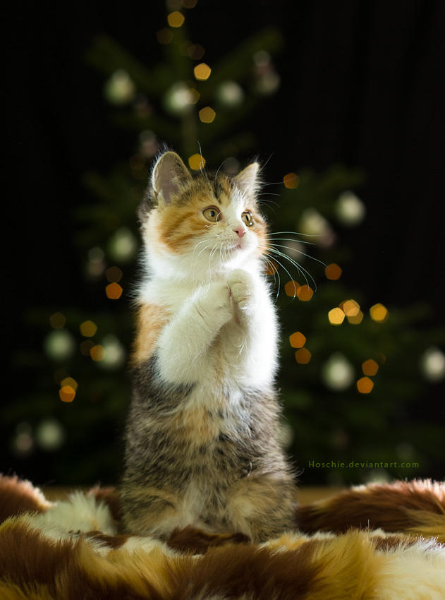 Happy Catmas by hoschie