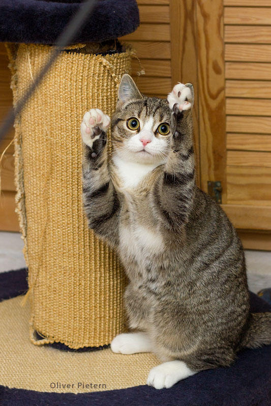 Paws up by hoschie